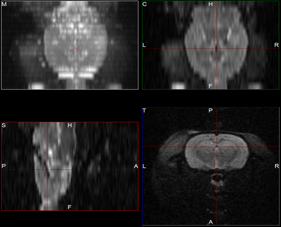 Interpolated Volume Image